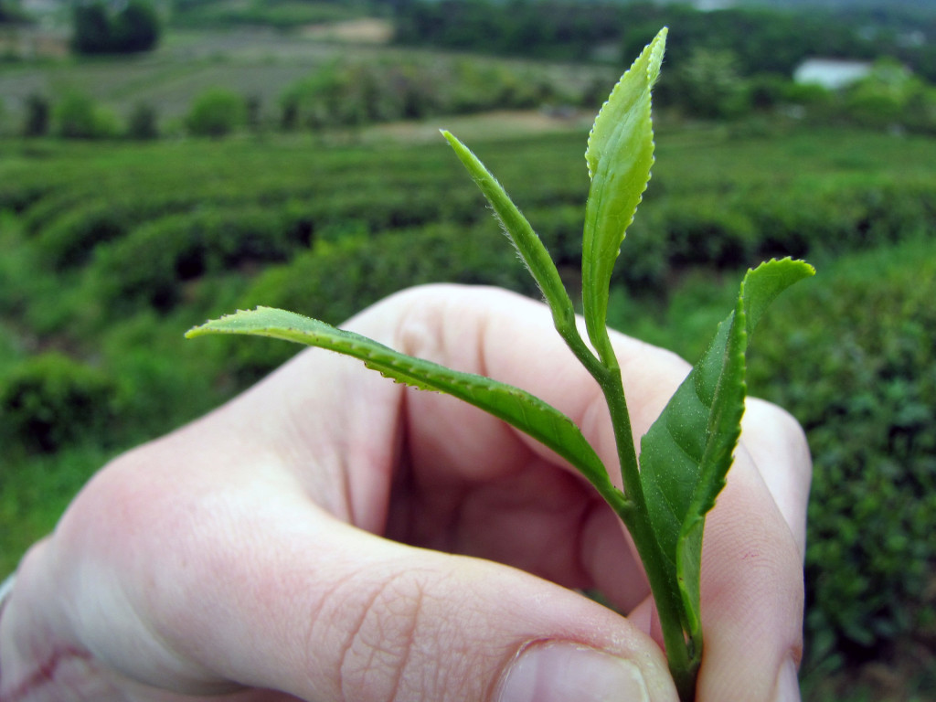 Tea Health Benefits