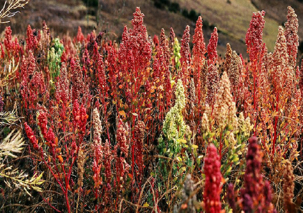 Quinoa health benefits